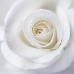 White Rose Wall Art