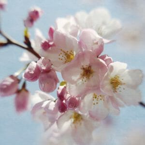 Japanese Cherry Blossom Wall Decor