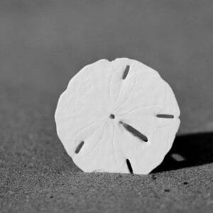 Black and White Sand Dollar Wall Art