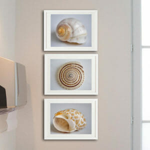 3 piece seashell wall art