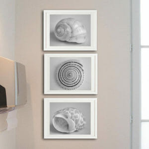 set of 3 black and whire seashell wall art prints
