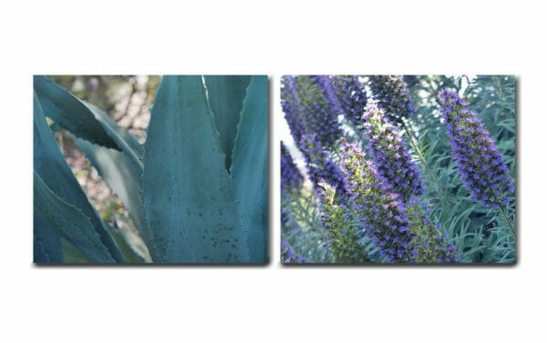 Teal Botanical Wall Art | Canvas Wrap Nature Wall Art | Succulent Wall Art