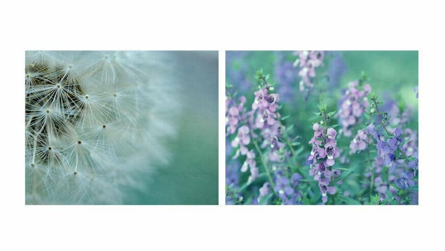 Teal Floral Wall Art Set | Nature Wall Decor | Dandelion Wildflowers