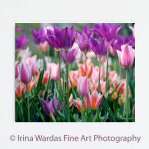 Colorful Tulips Wall Art