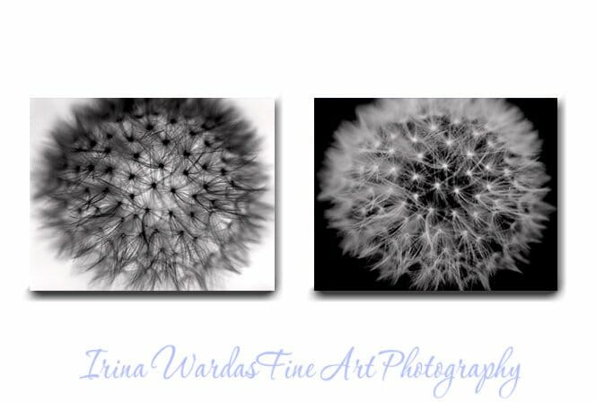 Black and White Floral Canvas Wall Decor | 2 Piece Set | Modern Wall Art