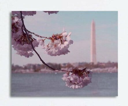 Large Cherry Blossom Canvas Wall Decor | DC Monument Art