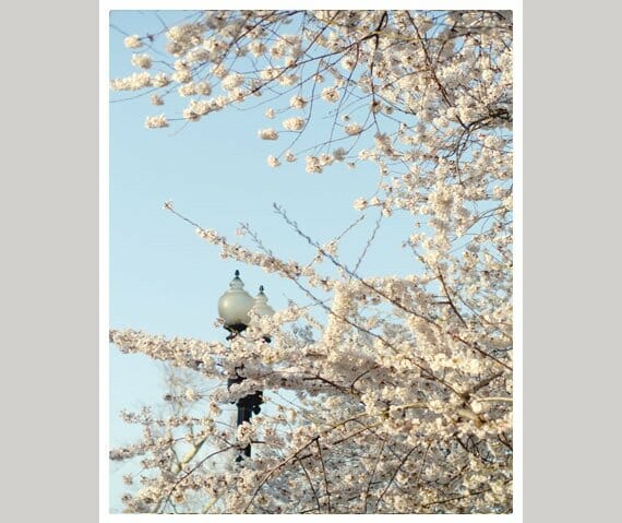 White Flower Wall Decor | Cherry Blossom | Spring Wall Decor