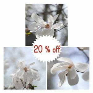 White Flower Wall Decor | Magnolia Wall Art | Floral Nature Wall Art