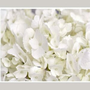 White Hydrangea Flower Wall Art