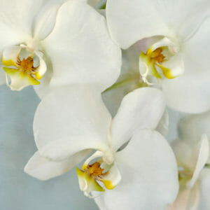 White Orchid Wall Art | Floral Art Decor | Large Wall Art