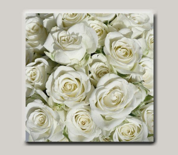 White Roses Wall Art | Shabby Chic Wall Art | Country Cottage Wall Decor