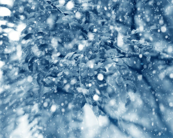 Tree Branch and Falling Snow Wall Art | Blue and White Winter Wall Decor Photography