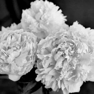 Peony Black and White Flower Wall Decor