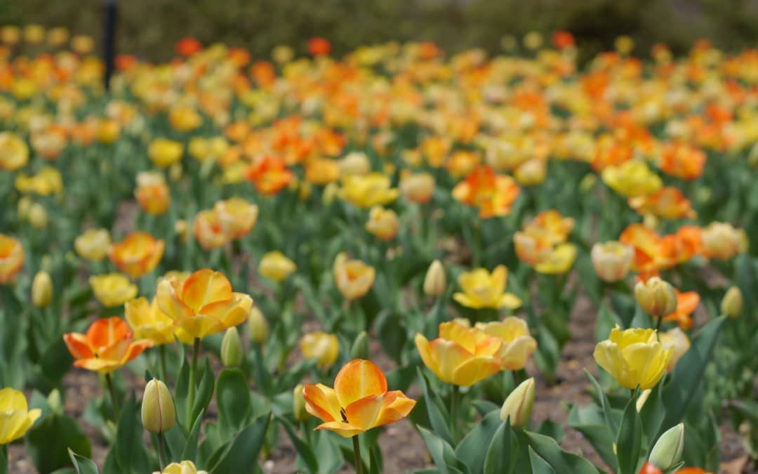 Yellow Tulips Wall Art