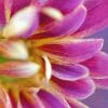 Fine Art Chrysanthemum Photography