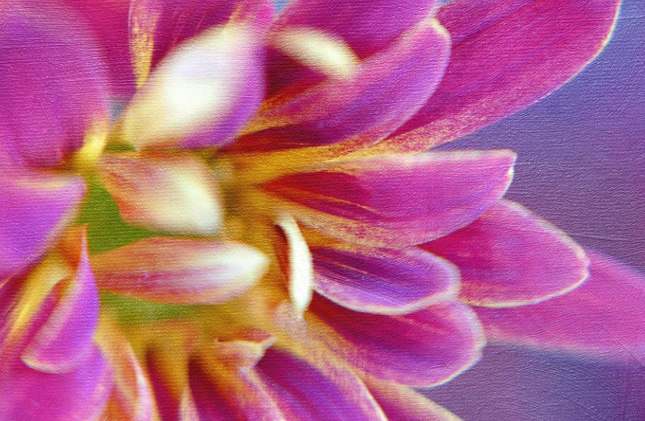 Use Fine Art Chrysanthemum Photography to Cheer You Up