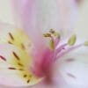 Dreaming of Prosperity with Floral Photo Abstracts of Alstroemeria Flower