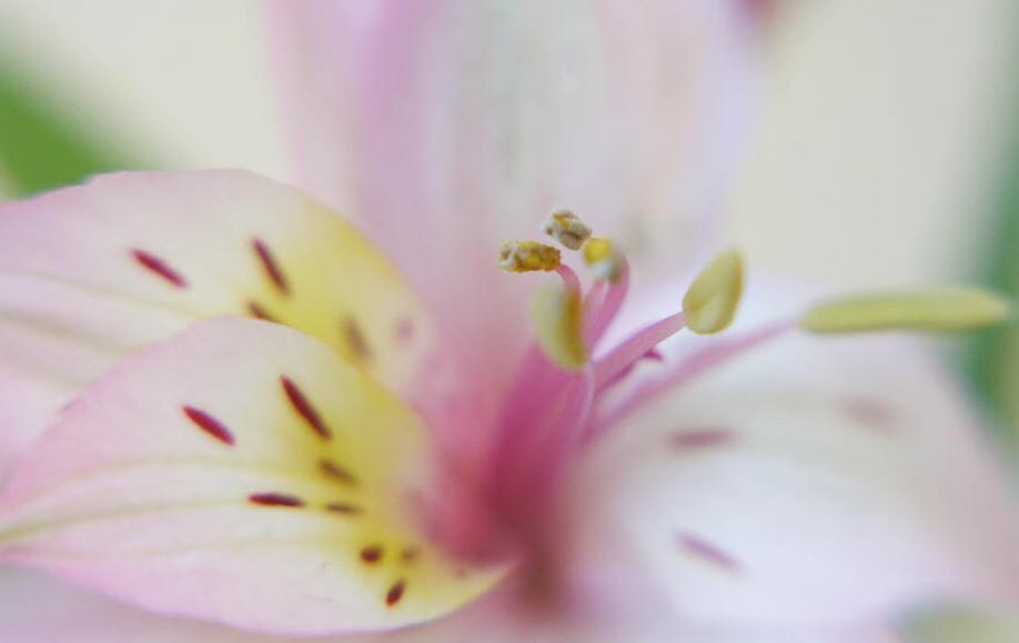 Dreaming of Prosperity with Floral Photo Abstracts of Alstroemeria Flower