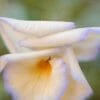 Fine Art Pansy Flower Photos for Loving Thoughts