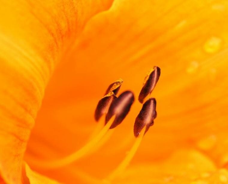 See Unseen Beautiful Things with Macro Flower Photography