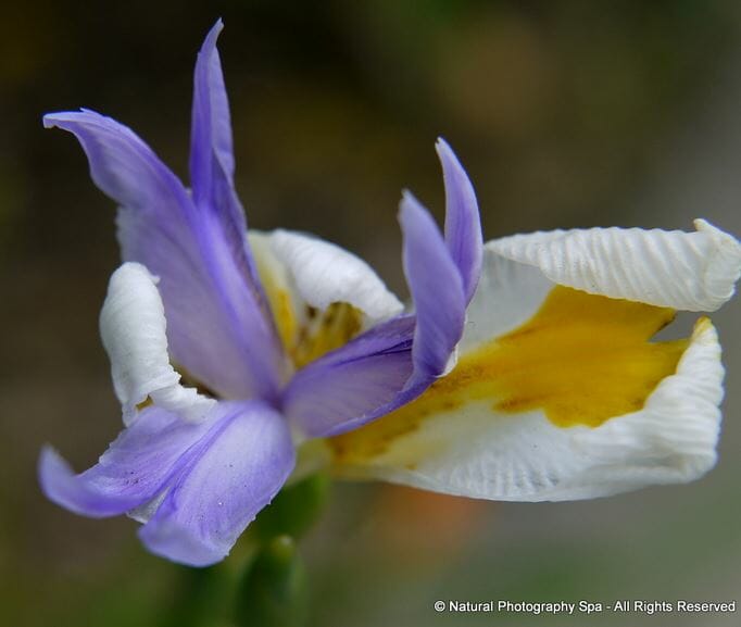 Fine Art Iris Photography to Always Have Faith and Hope