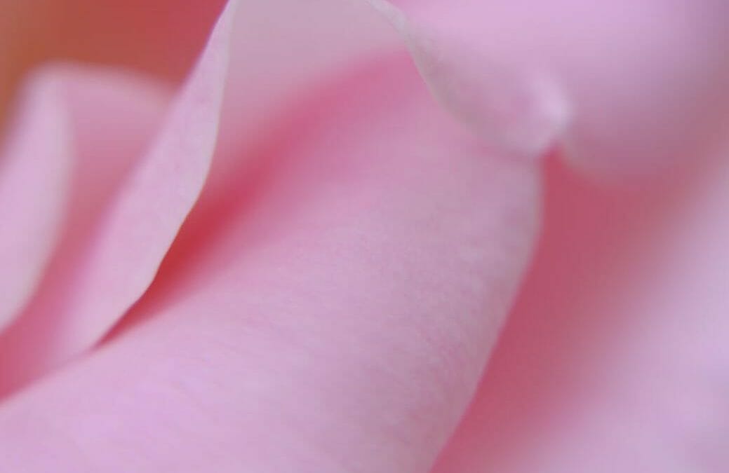 Soothing Pink Rose Image