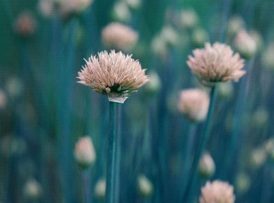 Chives Photography to Protect You from Diseases and Harm