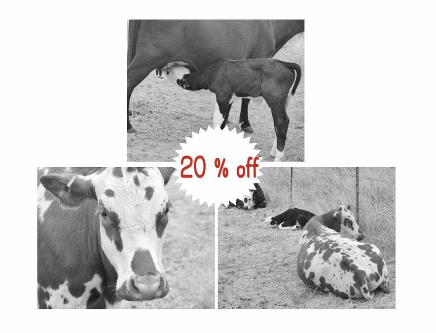 Black and White Cow Photography | Rustic Country Farm Animal Wall Decor
